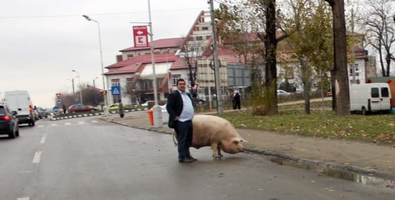 Giurgiuvean iesit cu porcu la votare 2