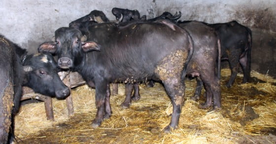 Bivolitele lui nea Paul Giba de la Stramba