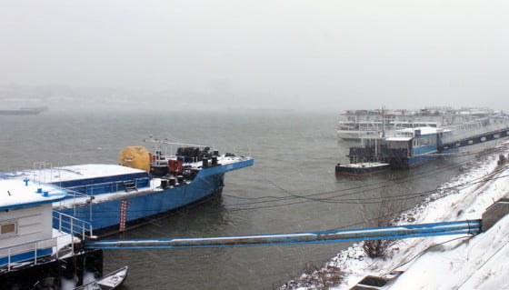 Cod galben pe Dunare