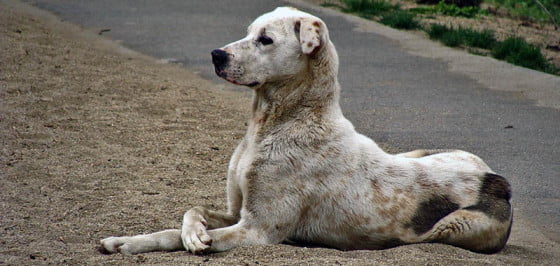 Reguli noi pentru caini la giurgiu