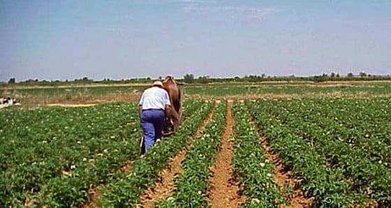 agricultori-1348867147