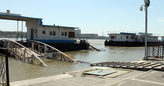 Cod galben pe Dunare la Giurgiu