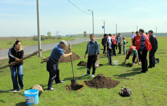 Plantare copaci site