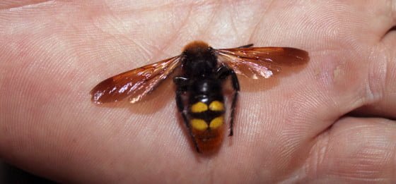 Bondarul asiatic SITE