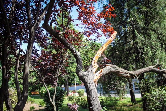 Copac rupt in Parcul Alei 2