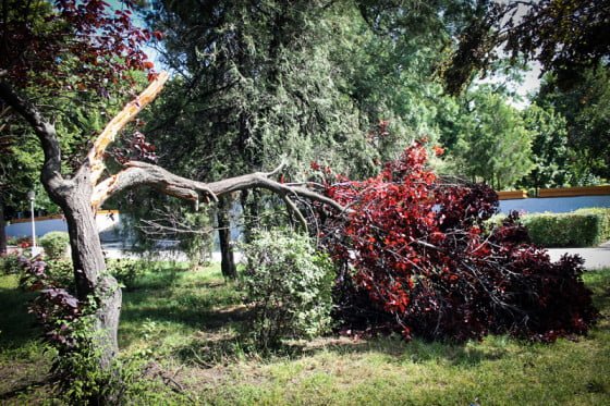 Copac rupt in Parcul Alei