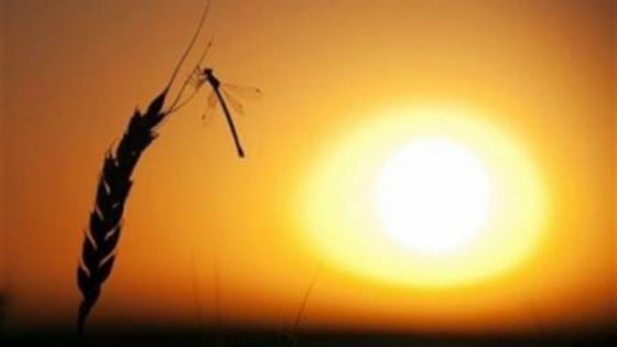 canicula_soare_seceta_grau