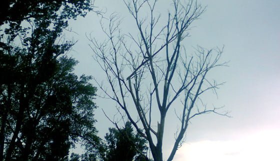 pericol pe giurgiu zimnicea