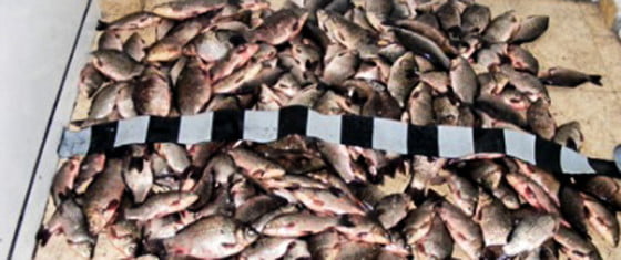 142163 peste-braconaj