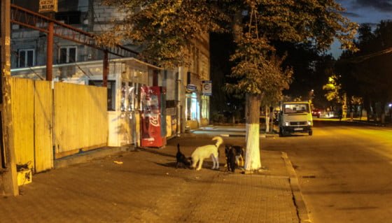 Maidanezi Giurgiu 1 by Giurgiuveanul site