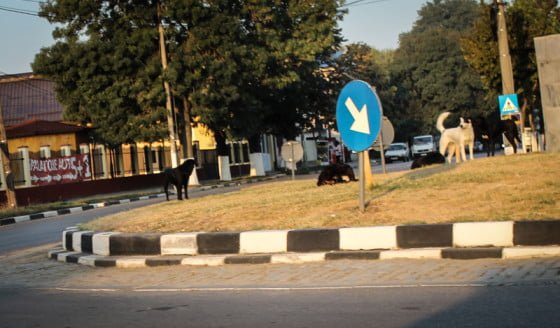 Maidanezi in Giurgiu by Giurgiuveanul 2 site