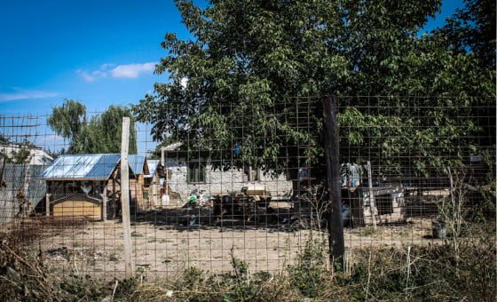 crescatoria de caini Baneasa site 2