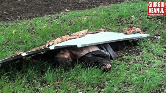 femeie din giurgiu omorata de caini