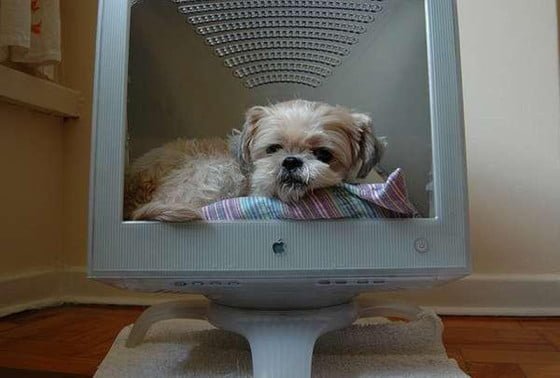 sondaj-cainele-inlocuit-de-calculator-ca-fiind-cel-mai-bun-prieten-al-omului-746034