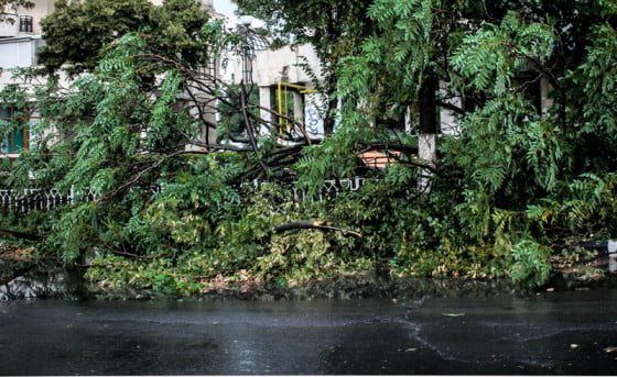 copac cazut by Giurgiuveanul