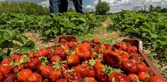 cules-de-capsuni-in-spania