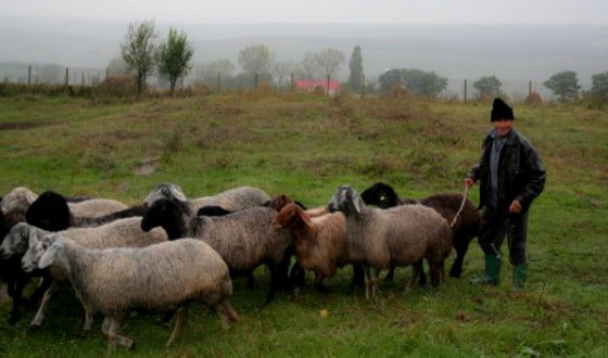 cioban-oi-pasuni_comunale