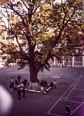 stejarul de la Maiorescu