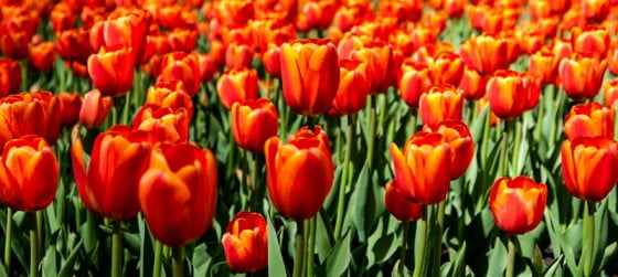 20140418-laleaua cu bucluc