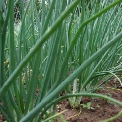 gradina-mea-ceapa_aaad0e5a9af941