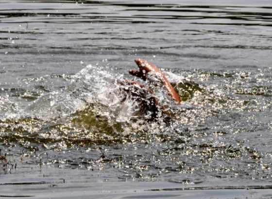 img_1253741_thumbs_600x440_1101511