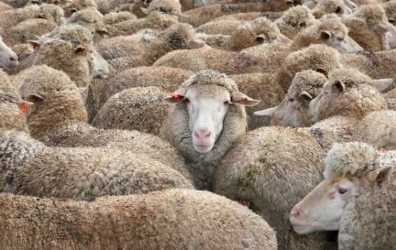 cu oi in cultura de grau