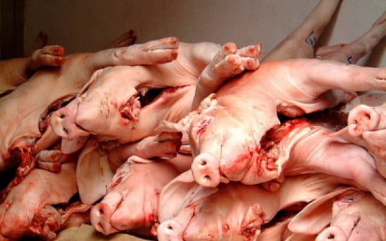 control carne porc