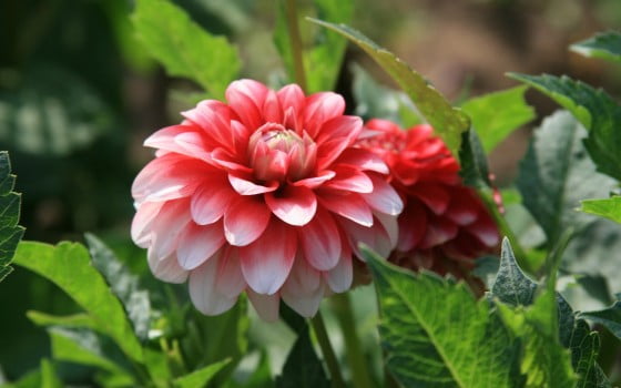2012-mother-s-day-beautiful-flower-flor