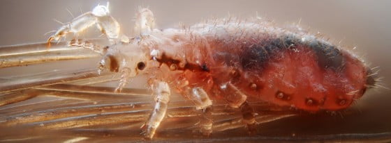 Pediculus humanus capitis