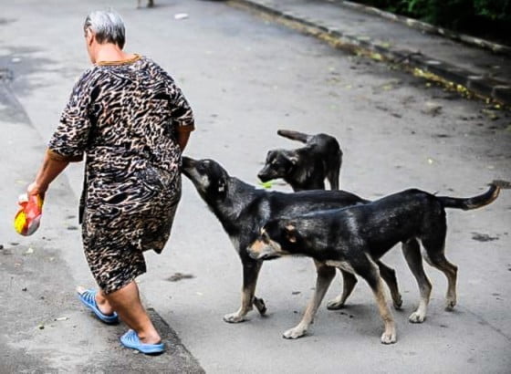 maidanezi_35_00ea88ce19