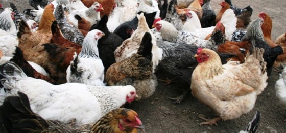 pasari-curte-685x320