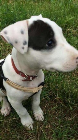 11391607_1582826498634816_7555290692612926774_n