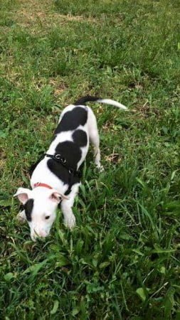 11412319_1582826478634818_6344486752542156849_n