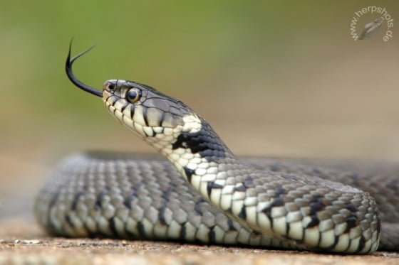 N_n_helvetica_3_Finish