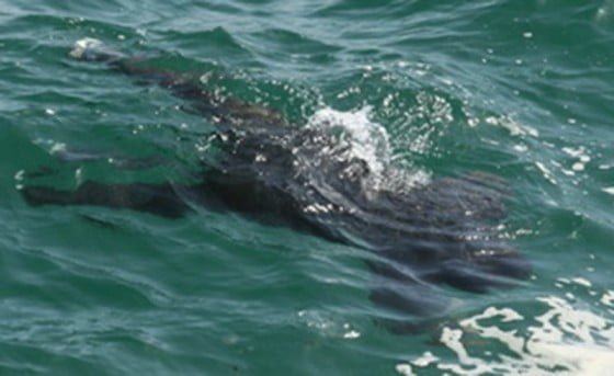 cadavru-lacul-siughiol