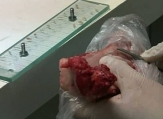 examenul-trichineloscopic-obligatoriu-pentru-porcii-sacrificati-acasa-112479