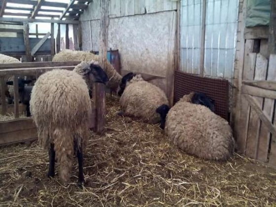 98945422_1_644x461_oi-de-vanzare-giurgiu_rev002