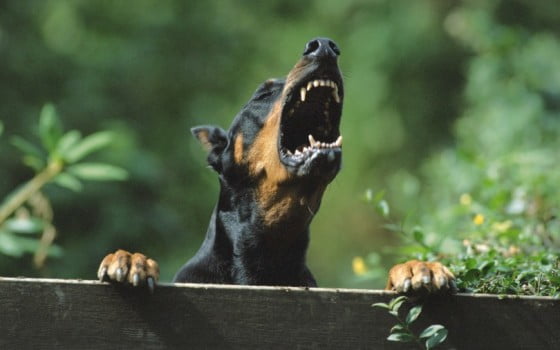 dogs_Angry_Doberman_barking_047955_-810x506