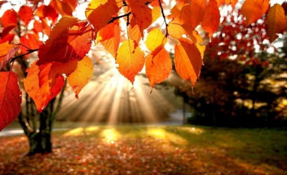 toamna-02092015-770x470