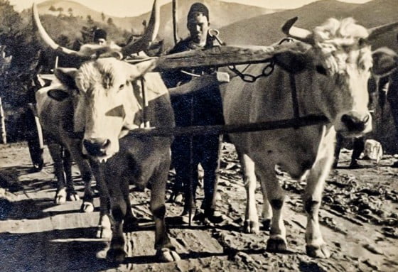 13717459_1250494321636747_2586377703413361312_o