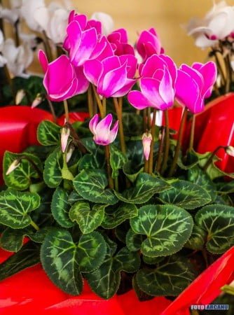 13880257_1266369886715857_4516083462490941782_n