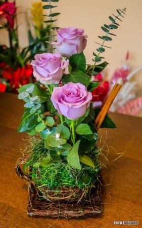 13882303_1266368870049292_8212065188079221750_n