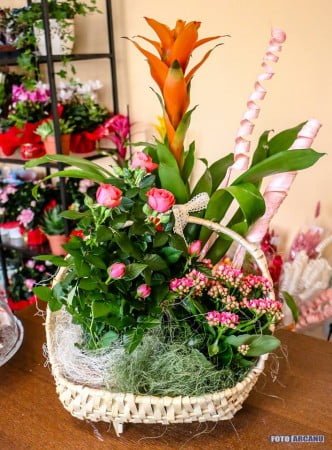 13891802_1266369216715924_6809357475343565290_n