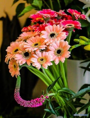 13962668_1266369773382535_7913112565937654732_n