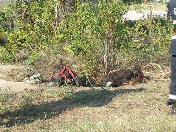 14349030_1213027835437240_878733734_n