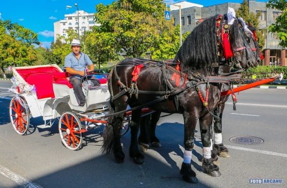 14480734_1305516676134511_3675231583426050085_o