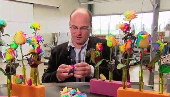adelaparvu.com-despre-inventatorul-Peter-van-de-Werken-trandafiri-curcubeu-flori-curcubeu-Rainbowed-Roses-9
