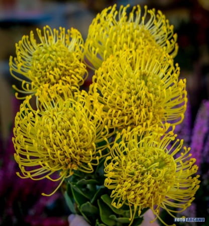 14481993_529066443960059_761556741850826455_o