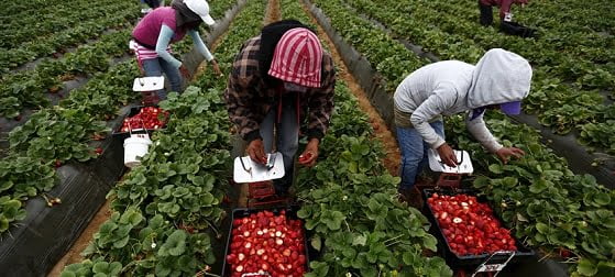 Wider Image: Fruits Of Wrath