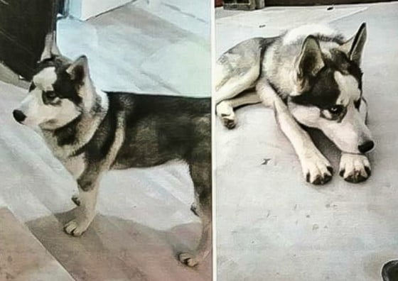 15056400_1770927369841450_294928539058533233_n